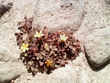 Construye tu vida sobre la Roca que es Cristo